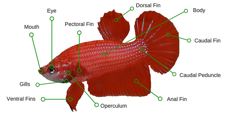 Betta Fish Anatomy