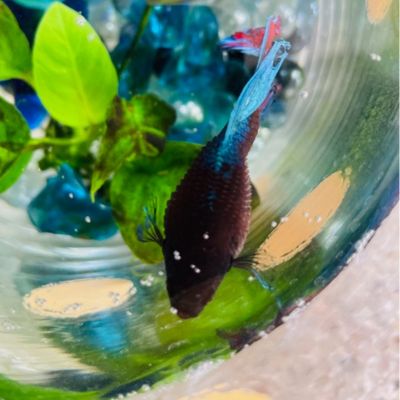 Betta fish with dropsy bloating and pineconing of scales