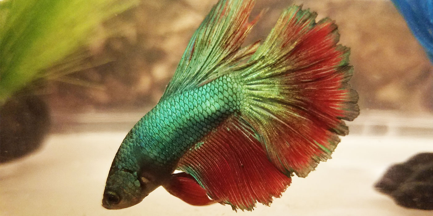 Betta Fish Fin Rot