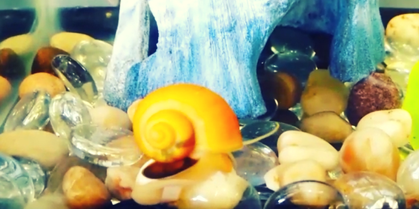 Betta Fish & Mystery Snails