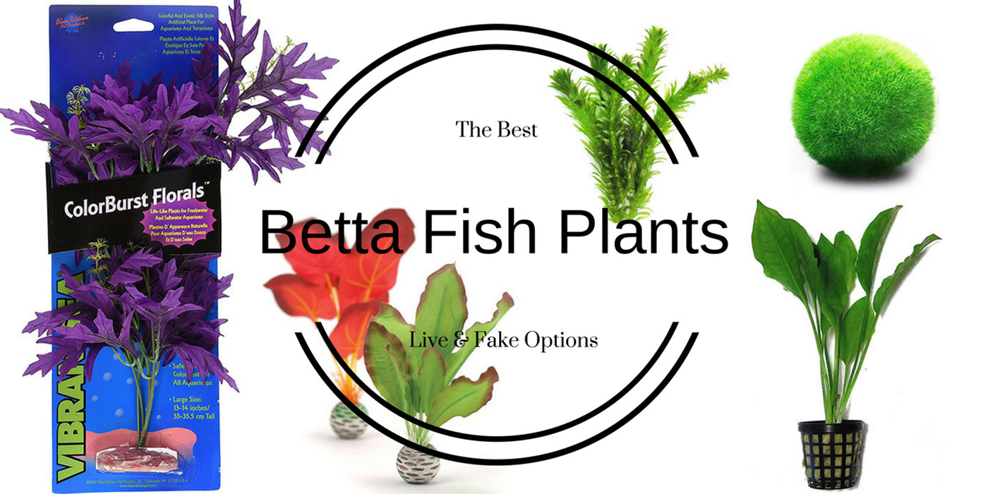 Betta Fish Plants