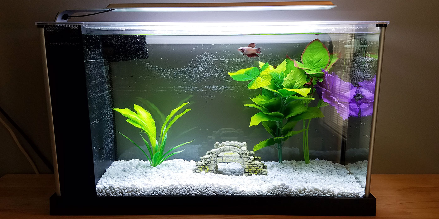 Betta Fish With Filtered Tank