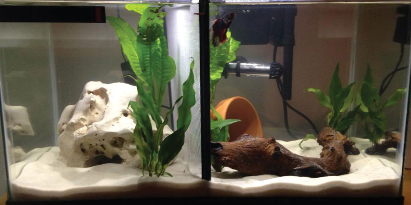 Divided Betta Tank