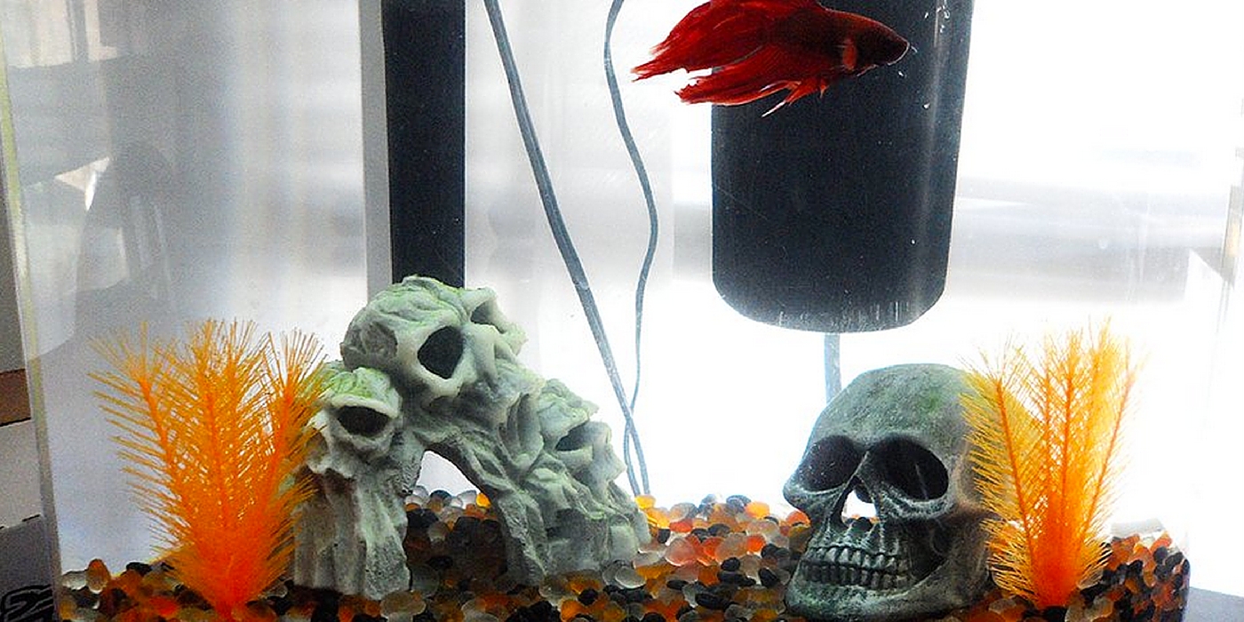 Halloween Theme Betta Fish Tank