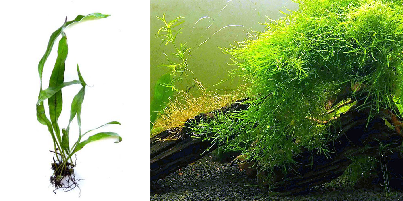 Live Java Fern and Java Moss Plants
