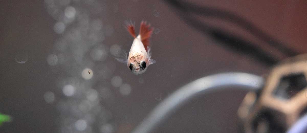 Female Crowntail Betta