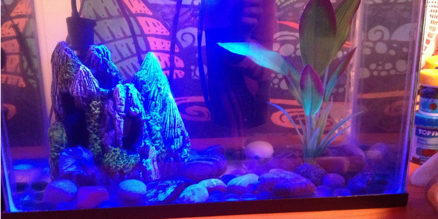Orion's 5 Gallon Tank